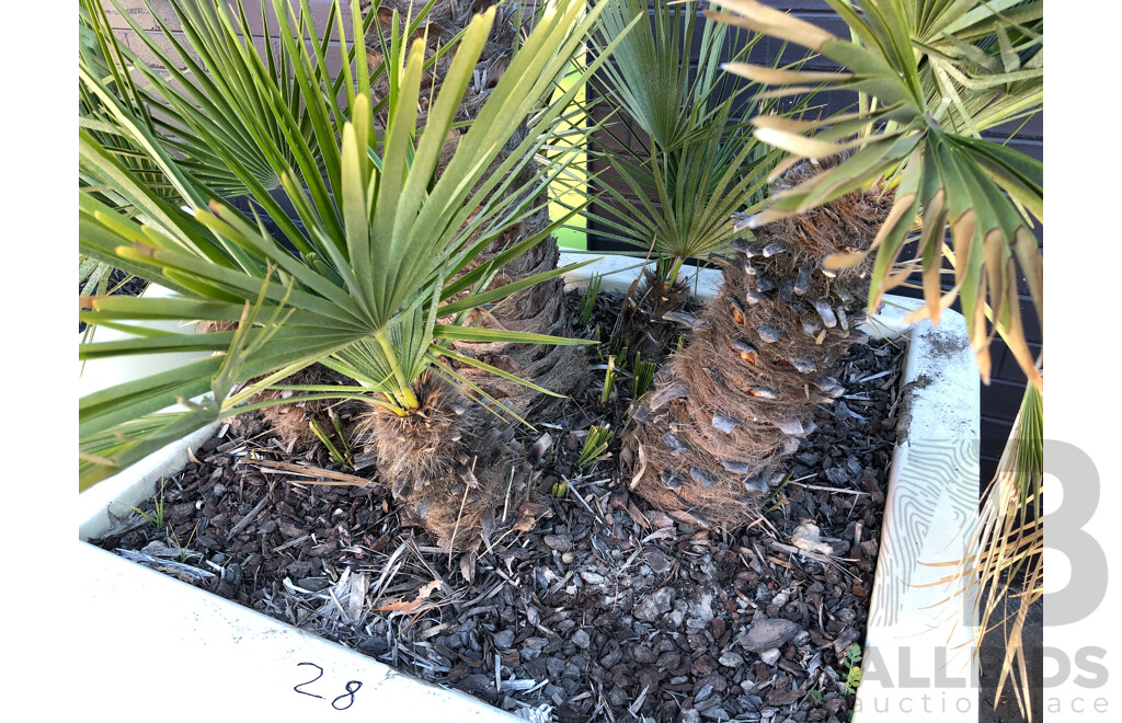 Established European Fan Palm(Chamaerops Humilis) with Large Fiberglass Planter