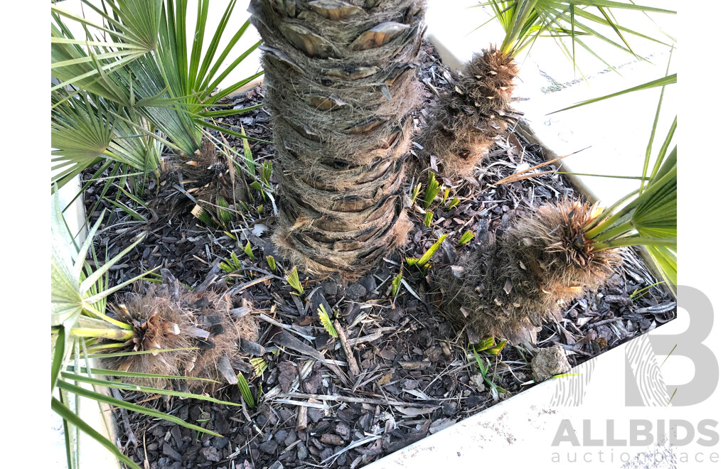 Established European Fan Palm(Chamaerops Humilis) with Large Fiberglass Planter
