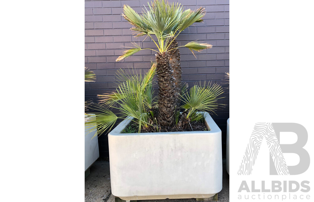 Established European Fan Palm(Chamaerops Humilis) with Large Fiberglass Planter