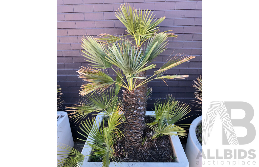 Established European Fan Palm(Chamaerops Humilis) with Large Fiberglass Planter