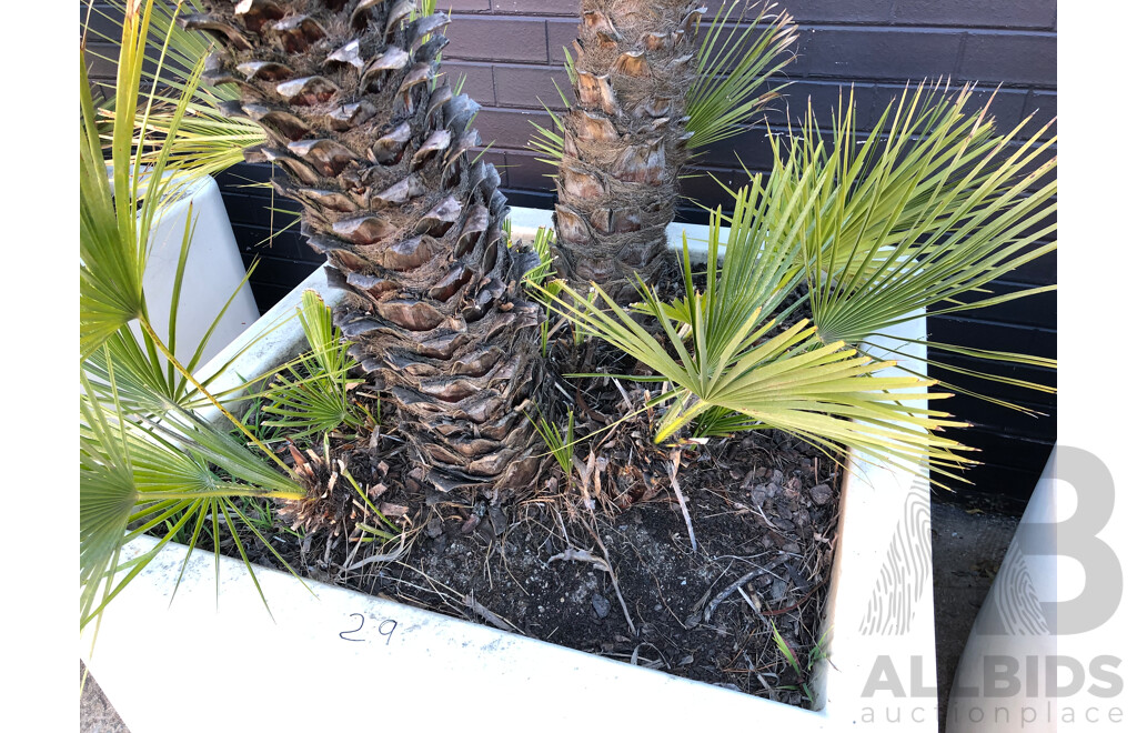 Established European Fan Palm(Chamaerops Humilis) with Large Fiberglass Planter
