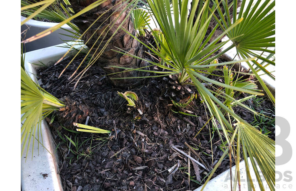 Established European Fan Palm(Chamaerops Humilis) with Large Fiberglass Planter