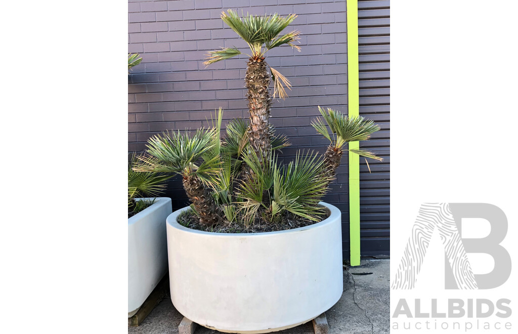 Established European Fan Palm(Chamaerops Humilis) with Large Fiberglass Planter