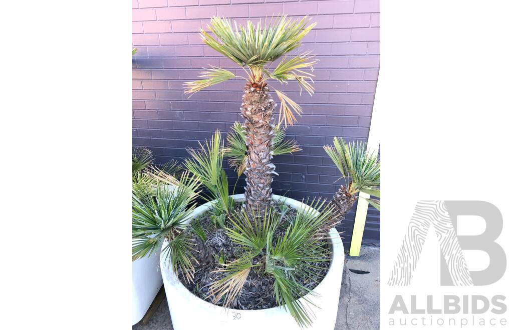 Established European Fan Palm(Chamaerops Humilis) with Large Fiberglass Planter