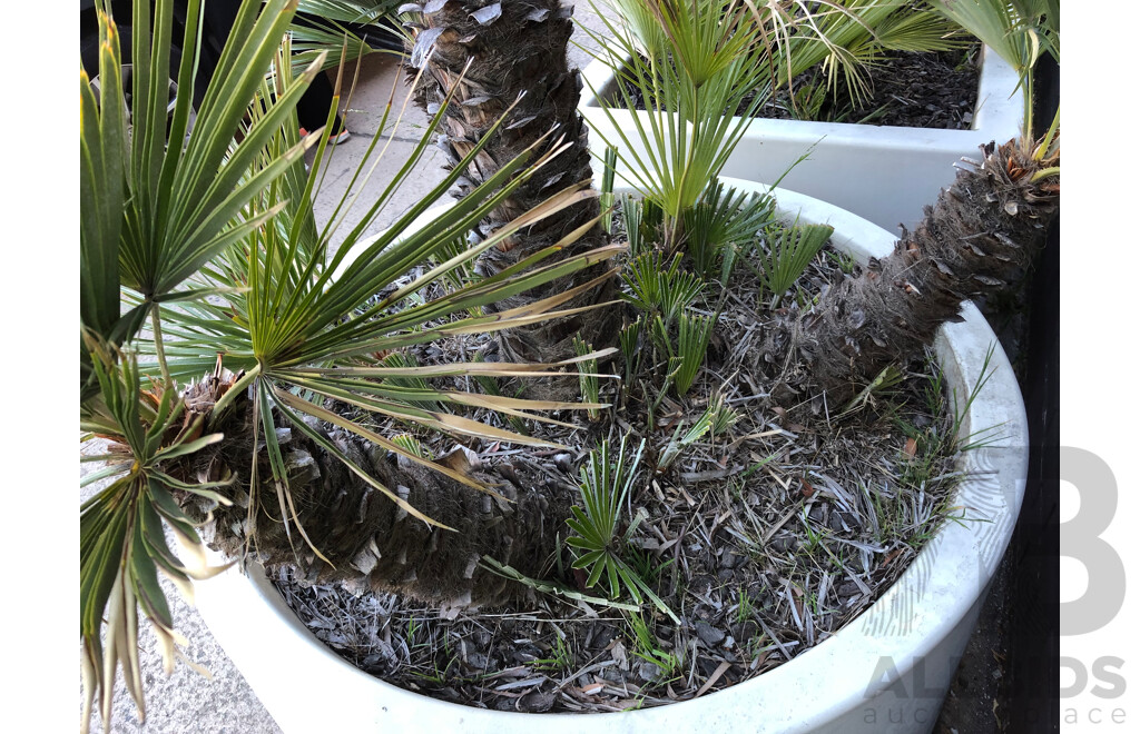 Established European Fan Palm(Chamaerops Humilis) with Large Fiberglass Planter