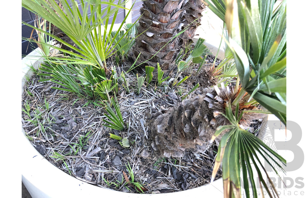 Established European Fan Palm(Chamaerops Humilis) with Large Fiberglass Planter