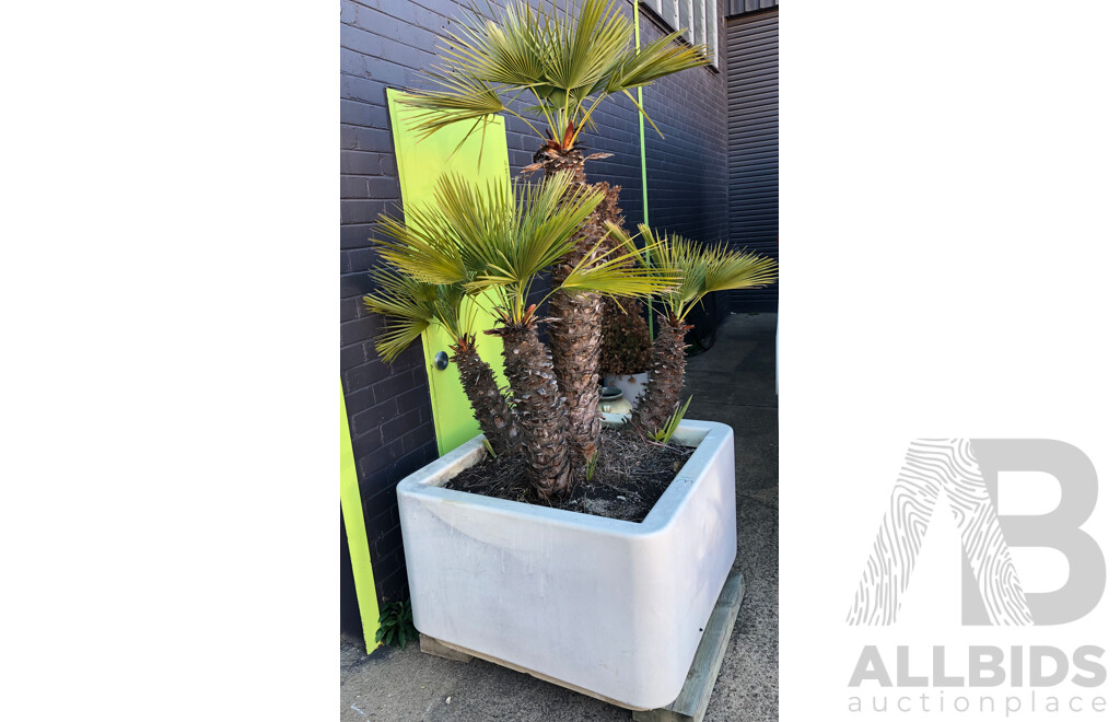Established European Fan Palm(Chamaerops Humilis) with Large Fiberglass Planter