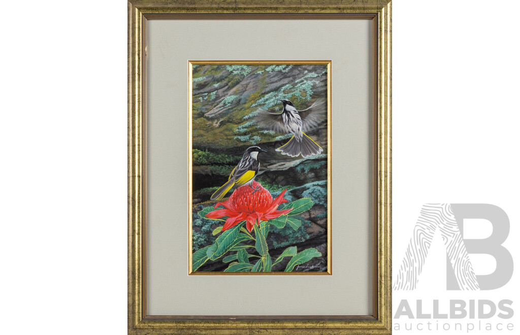 James Luck, (20th Century, Australian, C1960s-), New Holland Honeyeaters on Waratah Flower (1994), Original Watercolour, 53 X 42 Cm (frame)