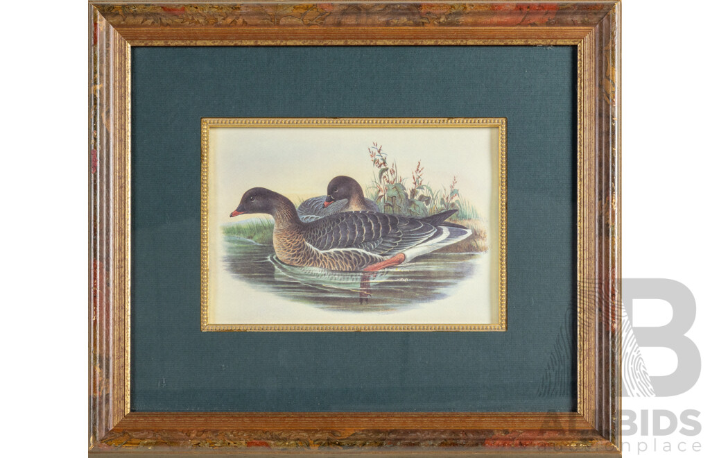 John Gould (1804-1881) & Richard Bowdler Sharpe (1847-1909), Pink Footed Goose, Hand Coloured Antique Lithograph, 41 x 48 cm (frame)