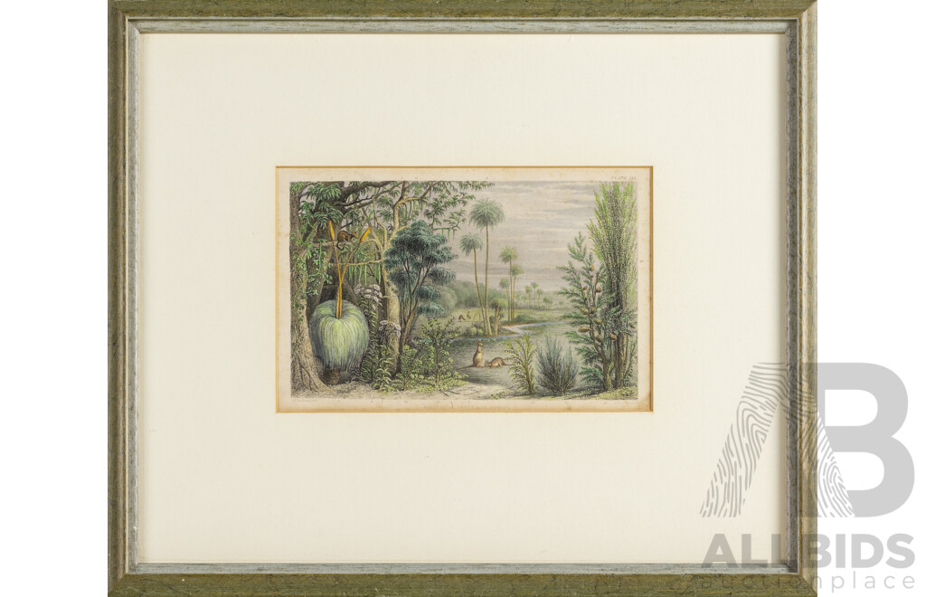 John Le Keux (18/19th Centuries British, 1783-1846), Australian Trees and Shrubs, Antique Coloured Steel Engraving, 34H x 40W cm (frame)