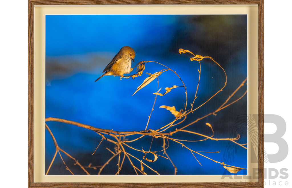 Artist Unknown, (20th Century), Brown Thornbill, Mixed Media Photographic Print, 42H x 52W cm (frame)
