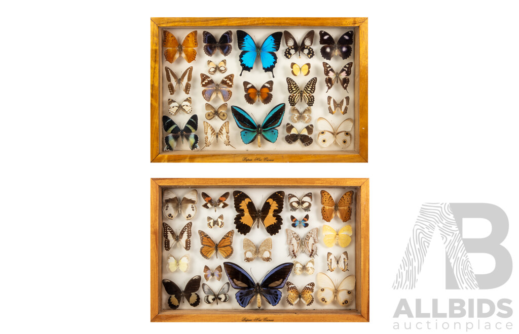 Beautiful Pair of Vintage Glass Display Cases Showcasing Papua New Guinean Butterflies, 45W X 30H Cm (cases) (2)