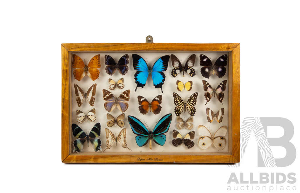 Beautiful Pair of Vintage Glass Display Cases Showcasing Papua New Guinean Butterflies, 45W X 30H Cm (cases) (2)