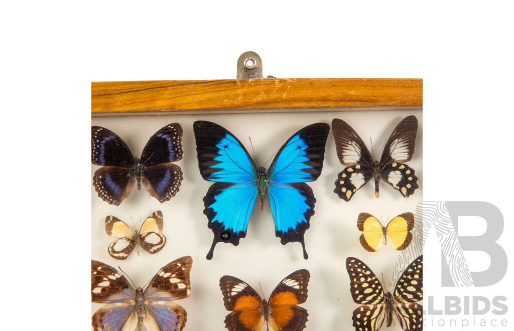 Beautiful Pair of Vintage Glass Display Cases Showcasing Papua New Guinean Butterflies, 45W X 30H Cm (cases) (2)