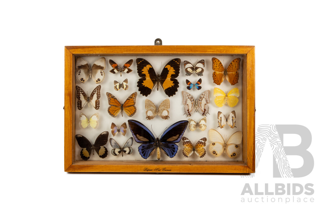 Beautiful Pair of Vintage Glass Display Cases Showcasing Papua New Guinean Butterflies, 45W X 30H Cm (cases) (2)