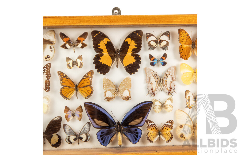 Beautiful Pair of Vintage Glass Display Cases Showcasing Papua New Guinean Butterflies, 45W X 30H Cm (cases) (2)