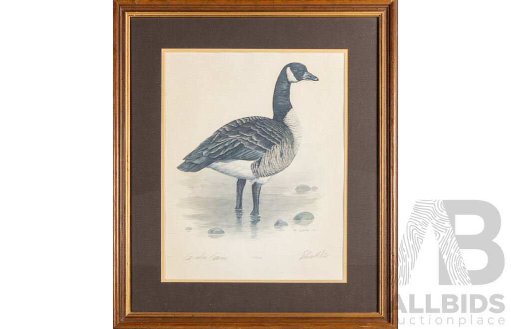 Robert White (20th Century, American, 1950-), Canadian Goose (1977), Editioned & Signed Vintage Lithographic Print, 67H x 57W cm (frame)