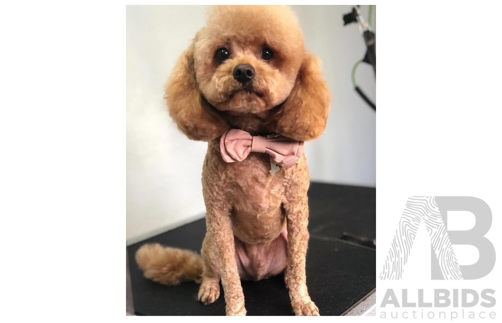 FUR by Marisha Dog Grooming Voucher