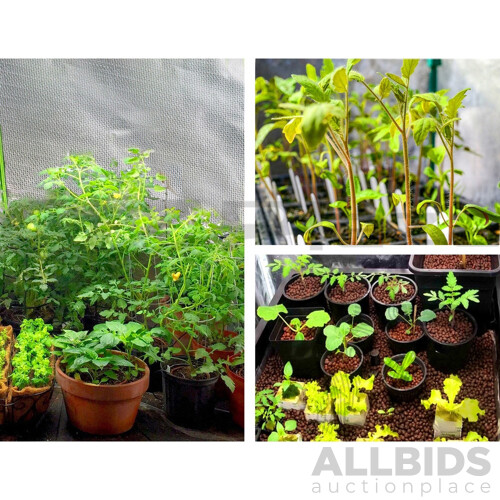 Hydroponics Grow Tent Kits Hydroponic Grow System Black 60X60X90CM 600D Oxford